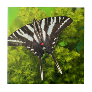 Azulejo Una mariposa cola de golondrina norteamericana