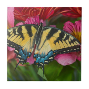 Azulejo Una mariposa cola de golondrina tigre
