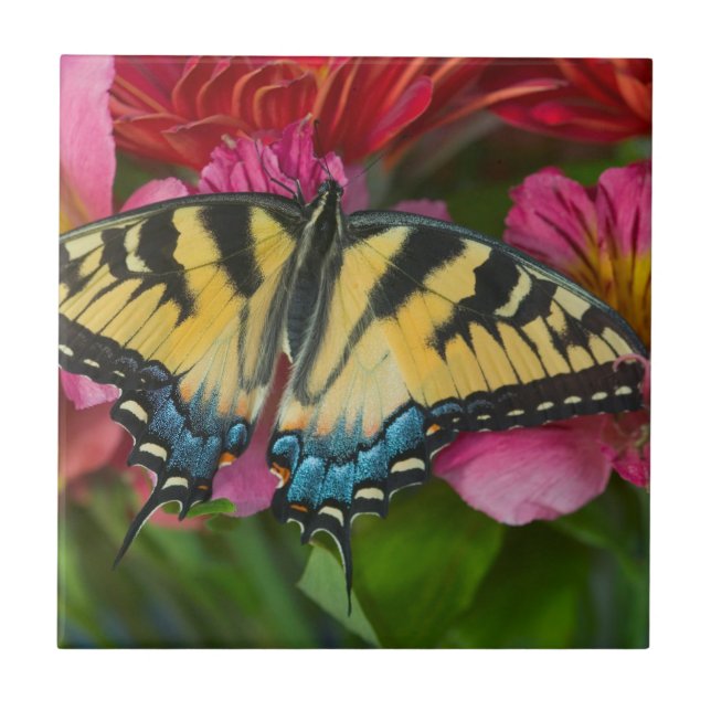 Azulejo Una mariposa cola de golondrina tigre (Frente)