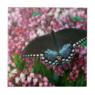 Azulejo Una Mariposa de Azufre   En La Familia Phoebis