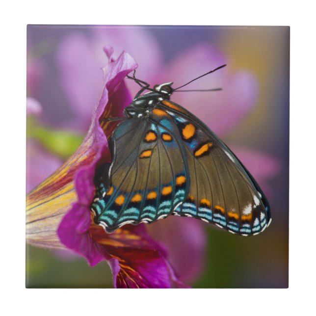 Azulejo Una mariposa de cola baja (Frente)