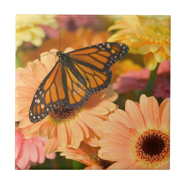 Azulejo Una mariposa de ropa de duelo (Frente)