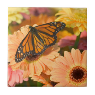 Azulejo Una Mariposa Manto de Luto