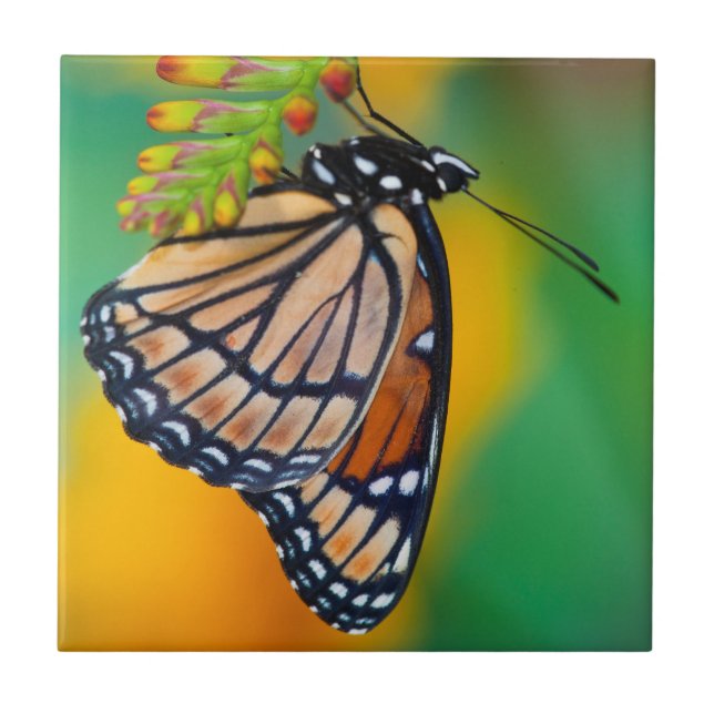 Azulejo Una Mariposa Monarca en Flores (Frente)
