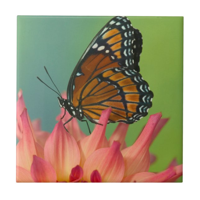 Azulejo Una mariposa monarca en una Zinnia (Frente)