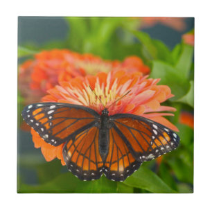 Azulejo Una Mariposa Monarca en Zinnias Naranjas