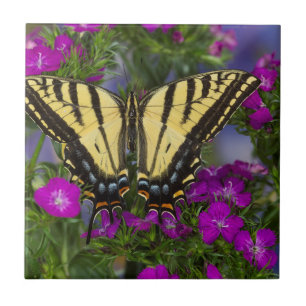 Azulejo Una mariposa vicerrey sobre flores rosa oscuro