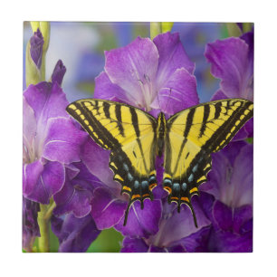 Azulejo Una mariposa virrey en gladiolos púrpura