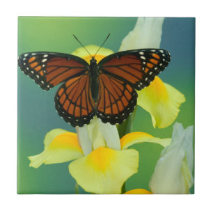 Azulejo Una mariposa virrey en un lirio japonés amarillo
