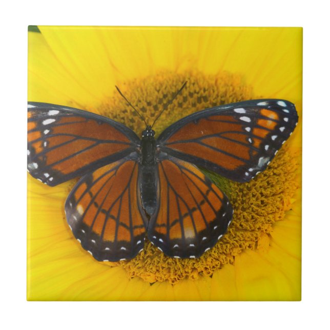 Azulejo Una mariposa virrey | Limenitis Archippus (Frente)