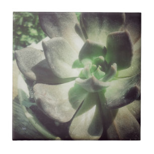 Azulejo Una planta negra y verde de Hen y Chicks