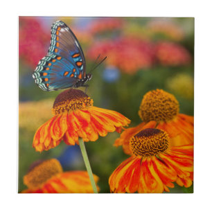 Azulejo Una Spicebush Swallowtail, Papilio troilus