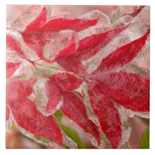 Azulejo Una tormenta de hielo inviernos cubriendo las hoja