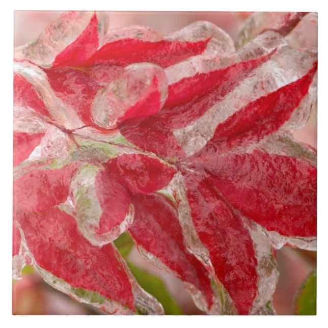 Azulejo Una tormenta de hielo inviernos cubriendo las hoja (Frente)