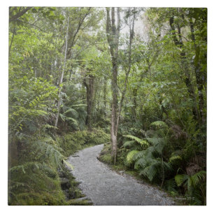Azulejo Una trayectoria a través de una selva tropical en