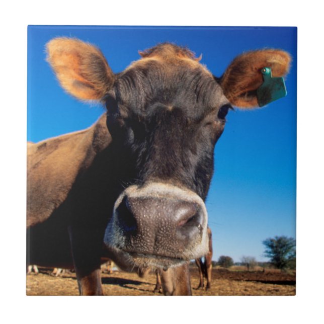 Azulejo Una vaca Jersey siendo curiosa (Frente)
