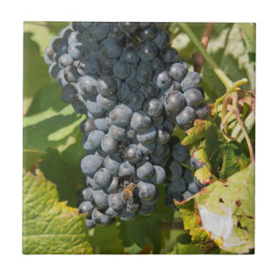 Azulejo Uruguay, Montevideo, Zona de Colón. Bodegas