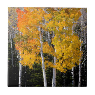 Azulejo Utah, EE. UU. Árboles de álamo temblón (Populus Tr