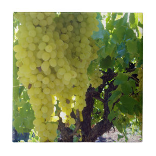 Azulejo Uvas De Sultana En Un Vino De Uva,