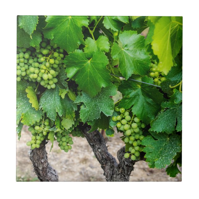 Azulejo Uvas para vino en crecimiento, Francia (Frente)