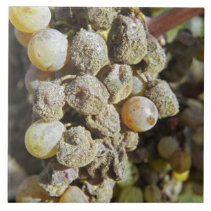 Azulejo Uvas Semillon con podredumbre noble en el momento