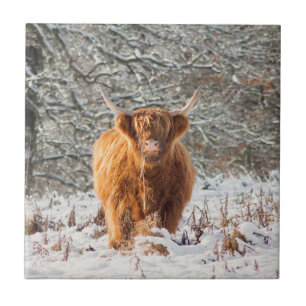 Azulejo vaca Highland escocesa