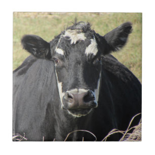 Azulejo Vaca negra