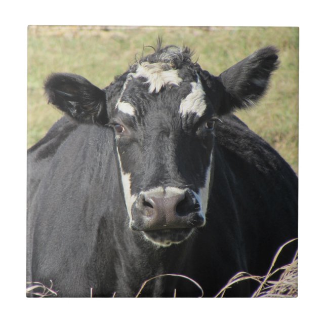 Azulejo Vaca negra (Frente)