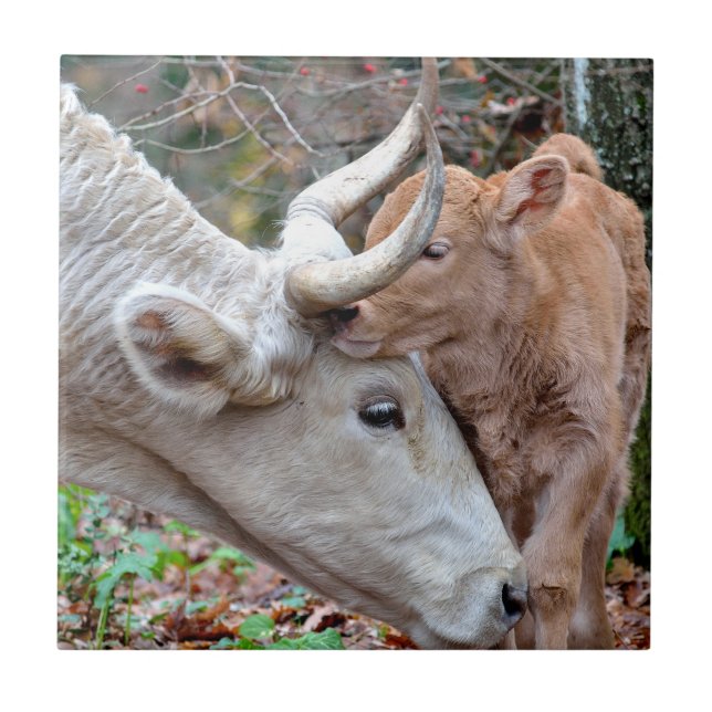 Azulejo Vaca y ternera de Maremmana (Frente)