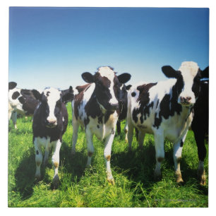 Azulejo Vacas en el campo, ciudad de Betsukai, Hokkaido