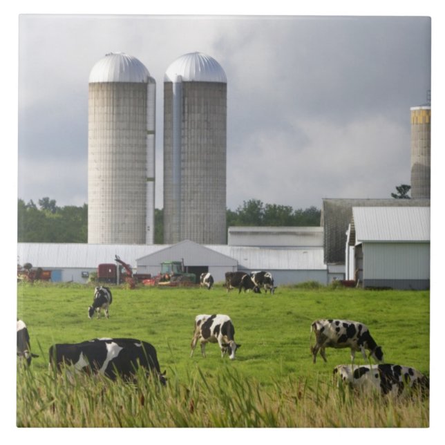 Azulejo Vacas lecheras y granja cerca del condado de Taylo (Frente)