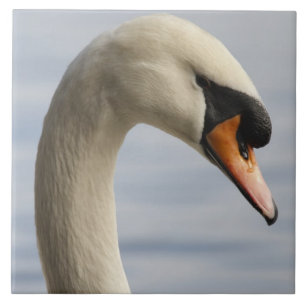Azulejo Vancouver, Parque Stanley, Cisne Mudo (Cygnus olor