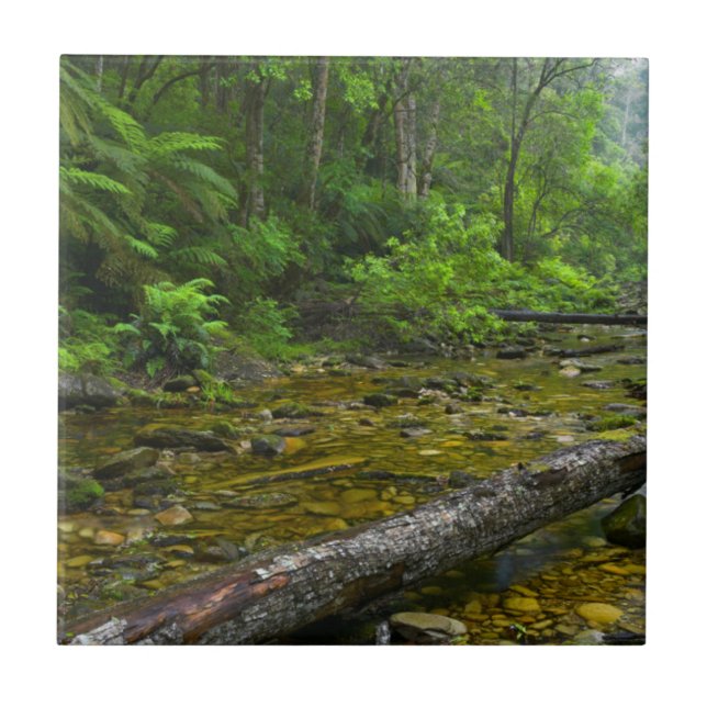 Azulejo Vapor En Bosque, El Montane Knysna-Amatole (Frente)