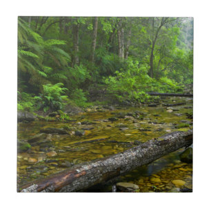 Azulejo Vapor en el bosque, montano Knysna-Amatole
