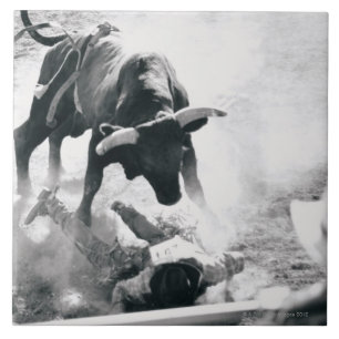 Azulejo Vaquero en la tierra después de caer apagado toro