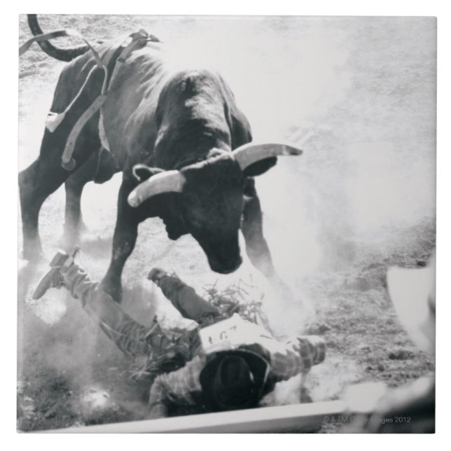 Azulejo Vaquero en la tierra después de caer apagado toro (Frente)