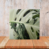 Variación de la planta de Monstera Botánica