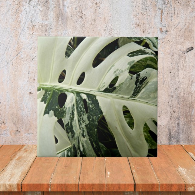 Azulejo Variación de la planta de Monstera Botánica (In Situ)