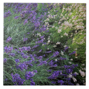 Azulejo Variedad de Lavender