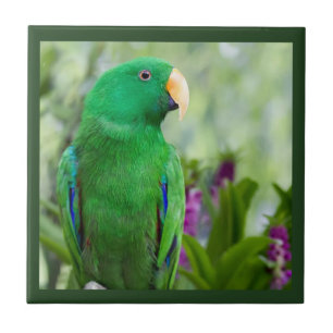 Azulejo Varón del loro de Eclectus