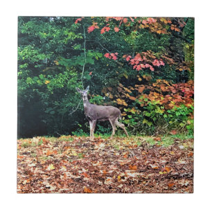 Azulejo Venado en el bosque, Oregón
