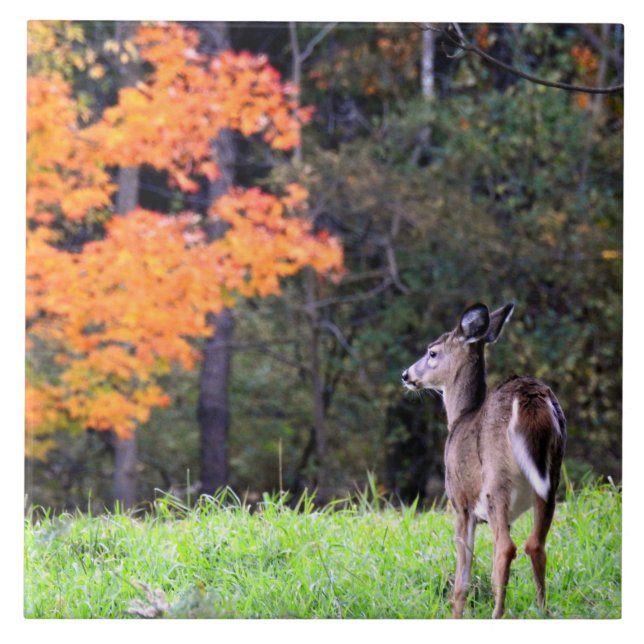 Azulejo Venado en el campo II de otoño (Frente)