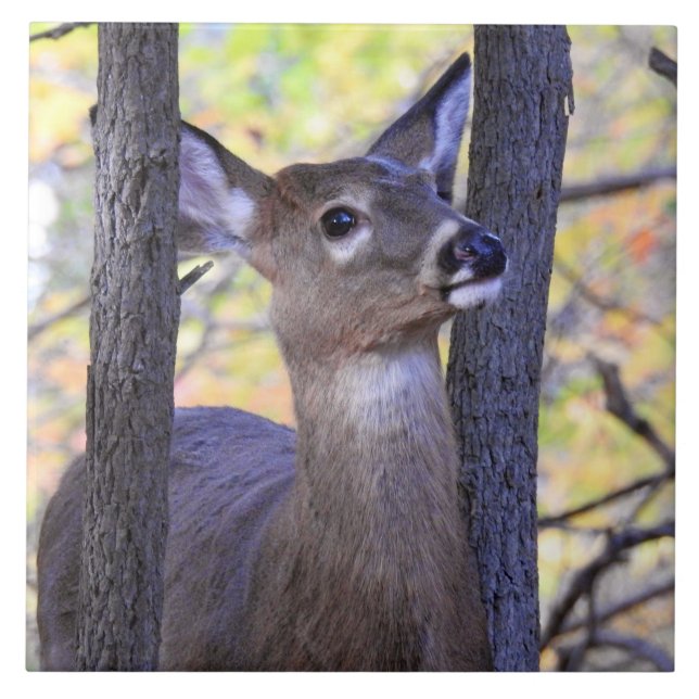 Azulejo Venado en los bosques (Frente)