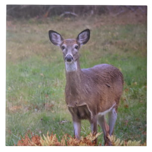 Azulejo Venado en un campo de otoño III