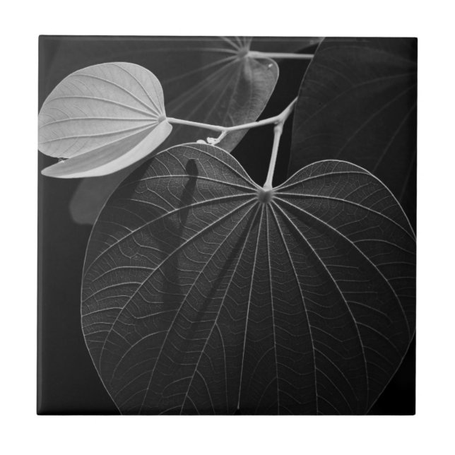 Azulejo Venas de una hoja (Frente)