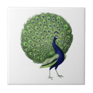 Azulejo Ventilador de apertura de pavo real