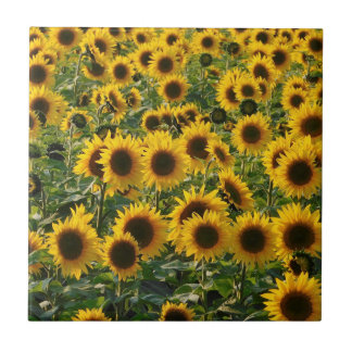 Azulejo Verano Sunflowers Cerámica Tile