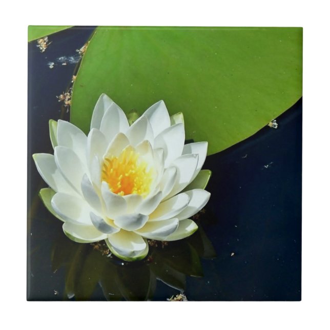 Azulejo Vibrante foto de Lily White Water (Frente)