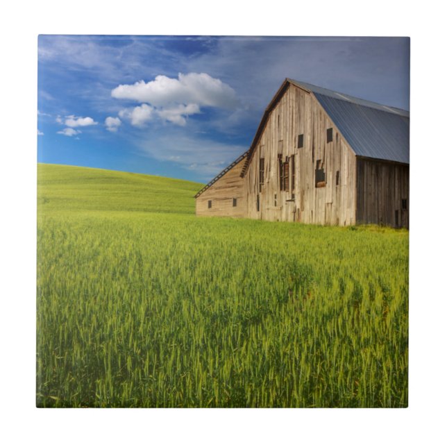 Azulejo Viejo granero en campo de trigo de primavera (Frente)