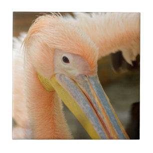 Azulejo Viéndote Pelican Tile